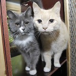Katt hos Kennel Zarstø