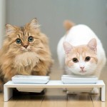 Bilder av katter