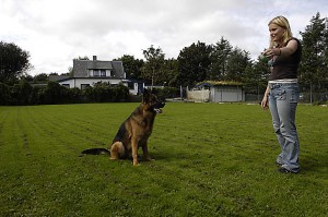 hund10-2