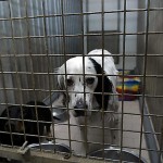 Hunder på Zarstø kennel