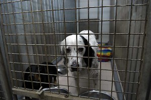 Hunder på Zarstø kennel