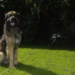 hund2-2