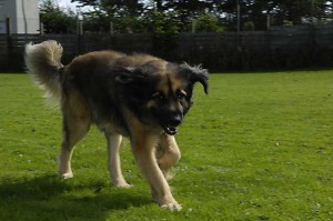 hund3-2